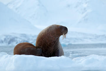 Walrus, Odobenus rosmarus, stick out from blue water on white ice with snow, Svalbard, Norway....