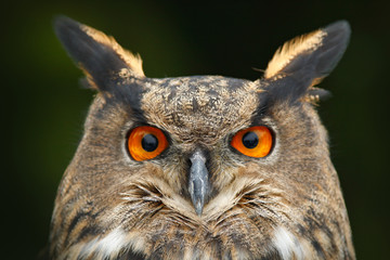 Head of owl. Detail face portrait of bird, big orange eyes and bill, Eagle Owl, Bubo bubo, rare wild animal in the nature habitat, Germany