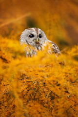 Brown owl sitting on tree stump in the dark forest habitat with catch. Beautiful animal with food. Bird in the Sweden forest. Autumn orange forest. Tawny owl in the orange forest, autumn larch tree. 