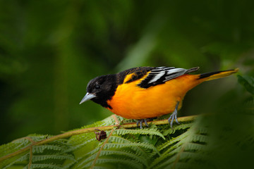 Baltimore Oriole, Icterus galbula, sitting on the green moss branch. Tropic bird in the nature habitat. Wildlife in Costa Rica. Orange black mountain bird in the dark green forest, clear background.