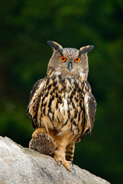 Big Eurasian Eagle Owl with kill hedgehog in talon, sitting on stone. Wildlife scene from nature. Bird with open wing. Owl with catch animal. Funny image from dark night forest.