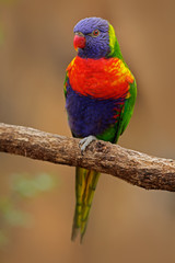 Rainbow Lorikeets, Trichoglossus haematodus, colourful parrot sitting on the branch, animal in the nature habitat, Australia. Blue, red and green from nature habitat. Parrot sitting on the branch.
