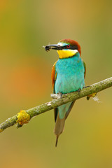 European Bee-eater, Merops apiaster, beautiful bird sitting on the branch with dragonfly in the bill. Action bird scene in the nature habitat, Hungary. Bird with catch dragonfly. Bee in the bill.