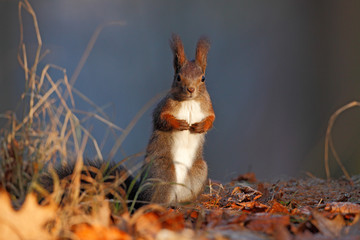 Cute red squirrel with long pointed ears eats a nut in autumn orange scene with nice deciduous...