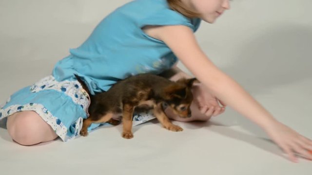 Puppy toy terrier and child on a white background.