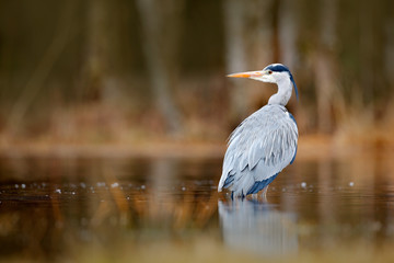 Lake in the forest with bird. Bird the water. Grey Heron, Ardea cinerea, bird sitting, green marsh grass, forest in the background, animal in the nature habitat, Sweden. Wildlife scene from nature.