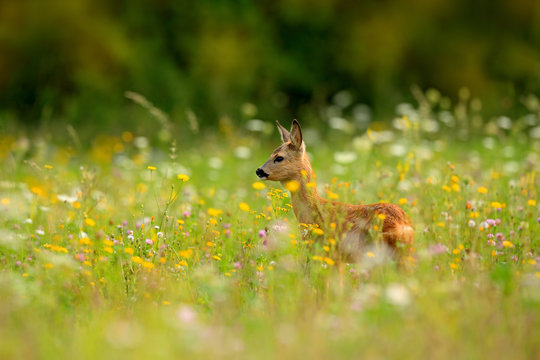 Roe deer, Capreolus capreolus, chewing green leaves, beautiful blooming meadow with many white and yellow flowers and animal. Summer in the nature.  Animal in flowers and bloom. Spring deer on field.