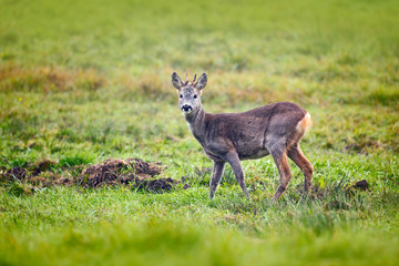 Spring in the nature. Roe deer, Capreolus capreolus. Summer deer on field.