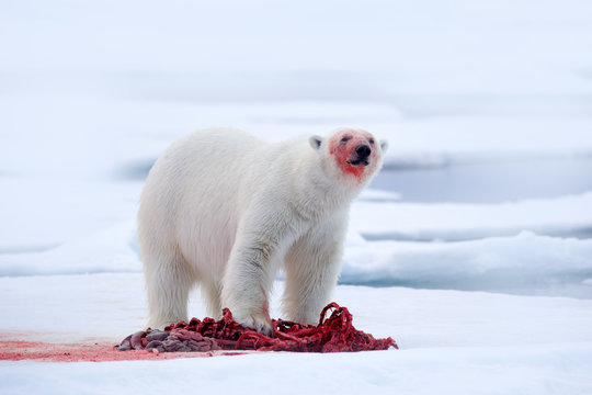 White polar bear on drift ice with snow feeding kill seal, skeleton and blood, Svalbard, Norway. Bloody nature, big animal. Polar bear, carcass of seal. Ice and blue sea, white bear. Dangerous animal.