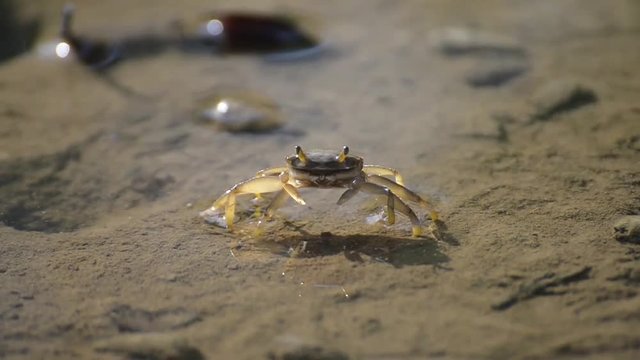 Crab in mangrove forest