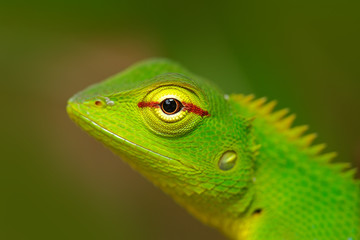 Fototapeta premium Wildlife Sri Lanka. Green Garden Lizard, Calotes calotes, detail eye portrait of exotic tropic animal in the green nature habitat, Sinharaja Forest, Sri Lanka