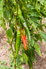 Red organic peppers growing in the garden