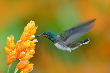 Bird with yellow bloom. White-necked Jacobin, Florisuga mellivora, blue and white little bird hummingbird flying next to beautiful yellow flower with green and orange forest background, Panama