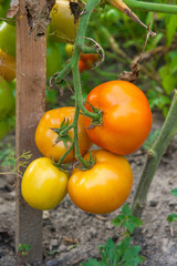 Ripe tomatoes growing on the branches - cultivated in the garden..