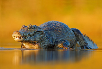 Caiman, Yacare Caiman, crocodile in the river surface, evening yellow sun, Pantanal, Brazil. Wildlife scene with crocodile in South America. Caiman with beautiful light. Crocodile in the river surface