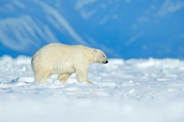 Photo sur Aluminium Ours polaire Ours polaire marchant sur la glace. Ours polaire, bête dangereuse sur la glace avec de la neige dans le nord du Canada. Scène de la faune de la nature. Hiver froid avec ours polaire. Animal, montagne en arrière-plan.