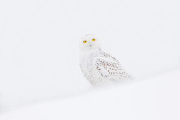 Snowy owl, rare bird sitting on the snow, winter scene with snowflakes in wind.