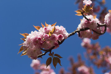 Japanese cherry blossom