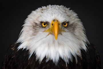 Obraz premium Blad Eagle looking straight into the camera
