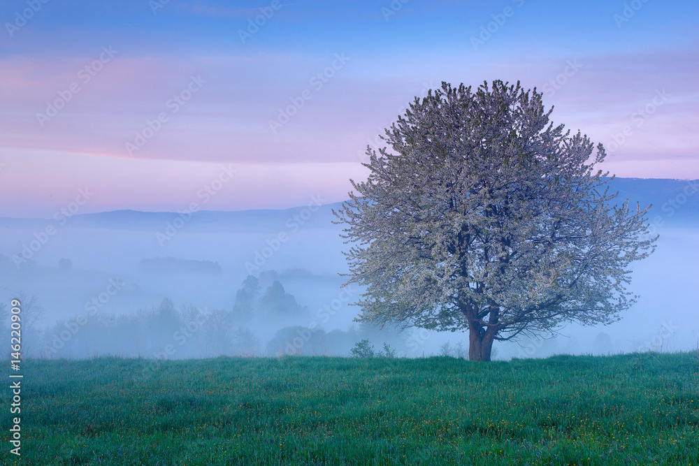 Wall mural beautiful spring in landscape. foggy summer morning in the mountains. blooming tree on the hill with