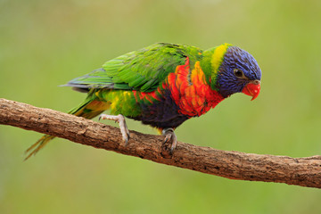 Rainbow Lorikeets Trichoglossus haematodus, colourful parrot sitting on the branch, animal in the nature habitat, Australia. Blue, red and green from nature habitat. Parrot sitting on the branch.