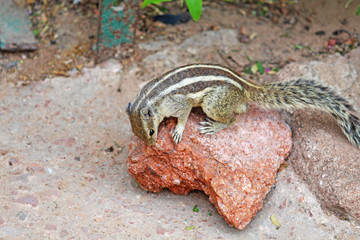 The Indian palm squirrel on rock