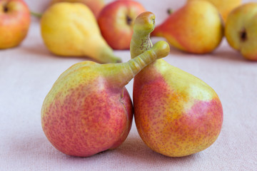 Two bright juicy pear on blurred background. Lovers.