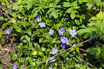 Blue periwinkle (vinca minor)