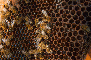 View of the working bees on the honeycomb with sweet honey.