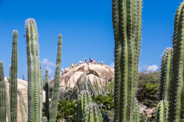 Cactus with People Climbing Rock in Background