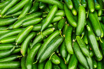 fresh cucumbers. food background