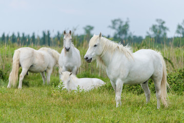 Obraz na płótnie Canvas Camargue horses in a bed flower field