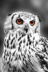 Eyes