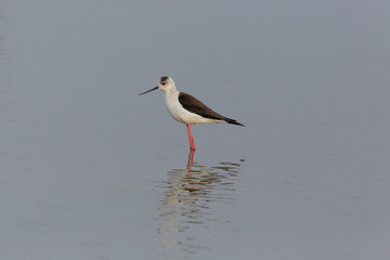 portrait of common stilt (Himantopus himantopus) standing in water