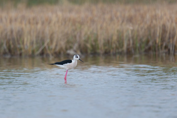 portrait of common stilt (Himantopus himantopus) standing in water