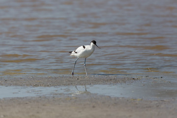 portrait of avocet (Recurvirostra avosetta) standing