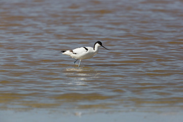 portrait of avocet (Recurvirostra avosetta) walking in water