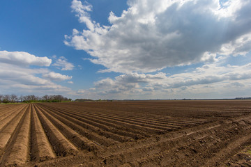 symmetrically furrowed farmland with blue sky and clouds