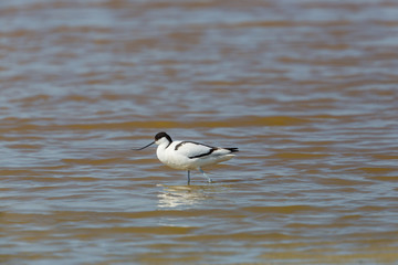 portrait of avocet (Recurvirostra avosetta) wading through water