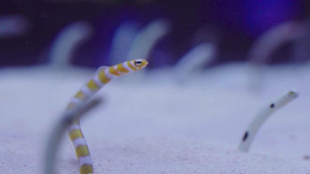 Weird spotted garden eels sticking in sand
