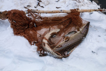Fish pike in the net or snow