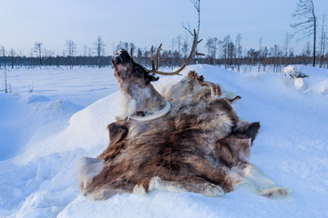 Fur deer in the snow hunting