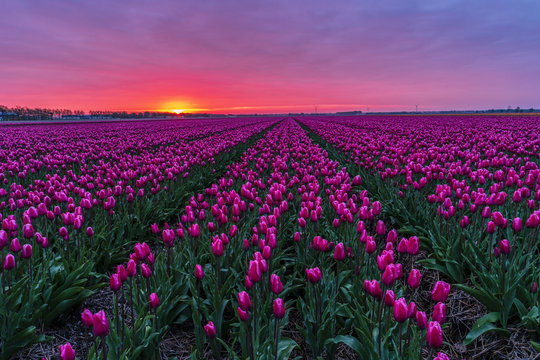 Tulip Field Holland" Images – Browse 220 Stock Photos, Vectors, and Video |  Adobe Stock