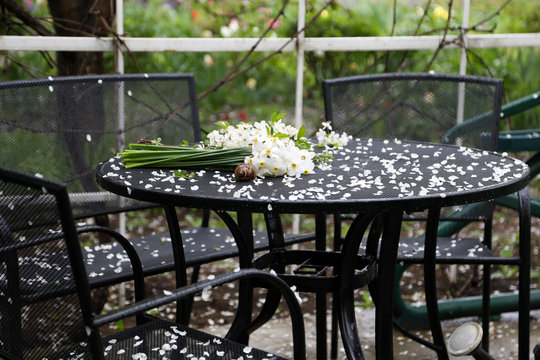 A bouquet of white poetic daffodils and a snail on the garden table. Spring garden. Dark garden furniture and white petals.