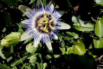 Distel
