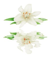 White lily on a white background reflected in a water