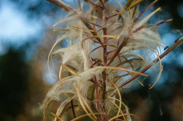 SONY DSC