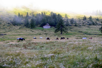 Morgens bei den Wildpferden, eine Herde Noriker im Morgenlicht in den Bergen