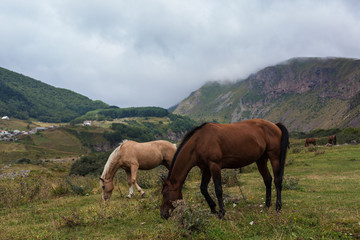 Fototapeta na wymiar Mountain landscape with grazing horses