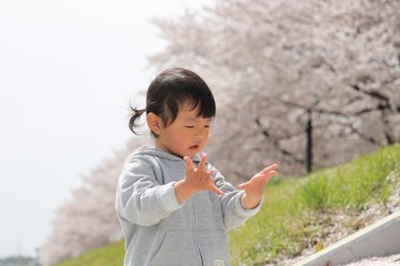 桜並木と女の子